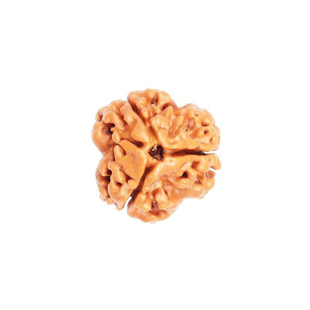 3 Mukhi Rudraksha | 3 Faces Rudraksha - Pooja Samagri Store